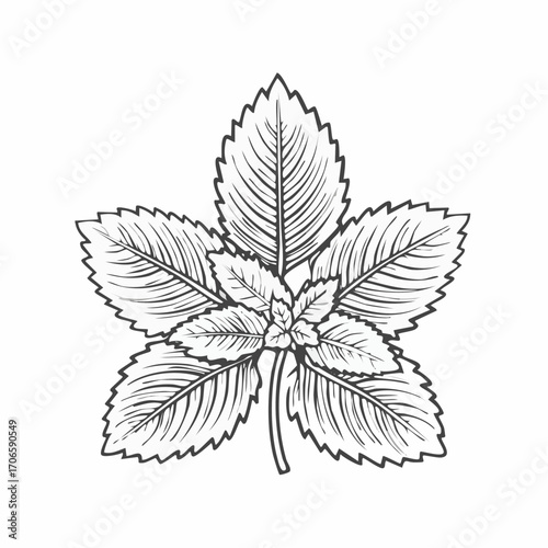 Lemon Balm Leaf Vector Line Art Design Trends