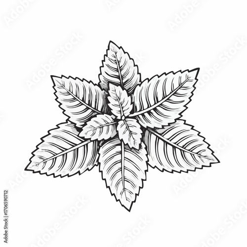 Lemon Balm Leaf Vector Line Art Design Trends