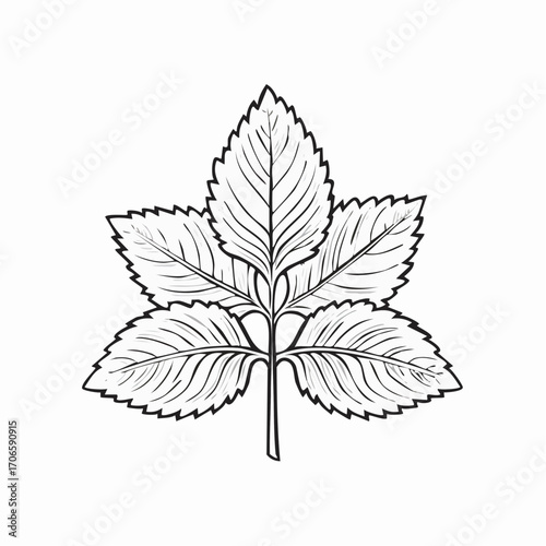 Lemon Balm Leaf Vector Line Art Design Trends