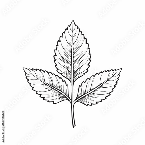 Lemon Balm Leaf Vector Line Art Design Trends