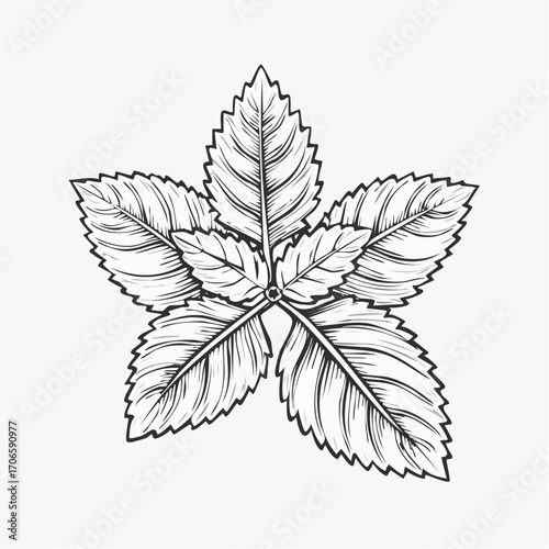 Lemon Balm Leaf Vector Line Art Design Trends