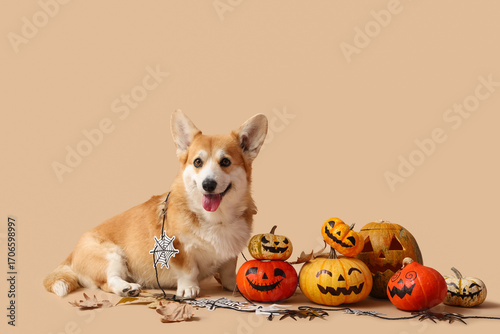 Cute Corgi dog with Hallowe...