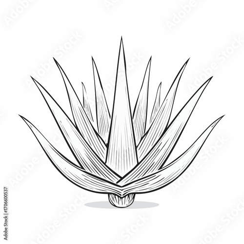 Aloe Vera line art vector illustration