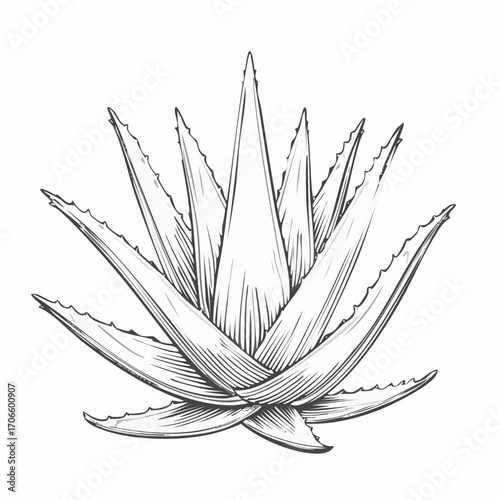 Aloe Vera line art vector illustration