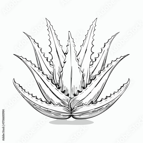 Aloe Vera line art vector illustration