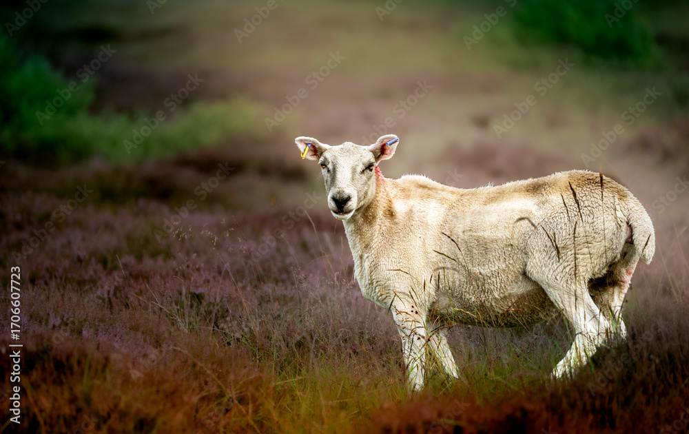 Fototapeta premium A scottish A scottish sheep looking at camera ,scottish sheep also known as Scottish Blackface.A photo from scottish highlands.