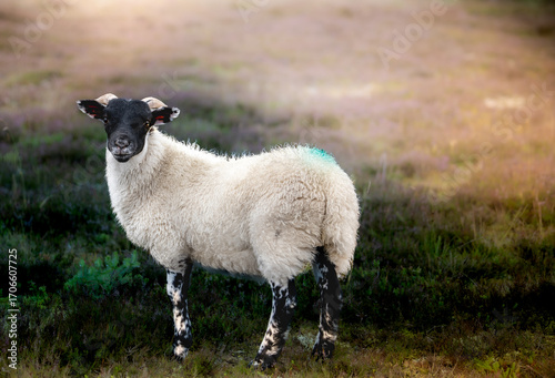 Schilderij op canvas A scottish sheep looking at camera ,scottish sheep also known as Scottish Blackface