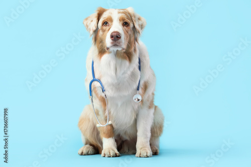 Cute Australian Shepherd do...