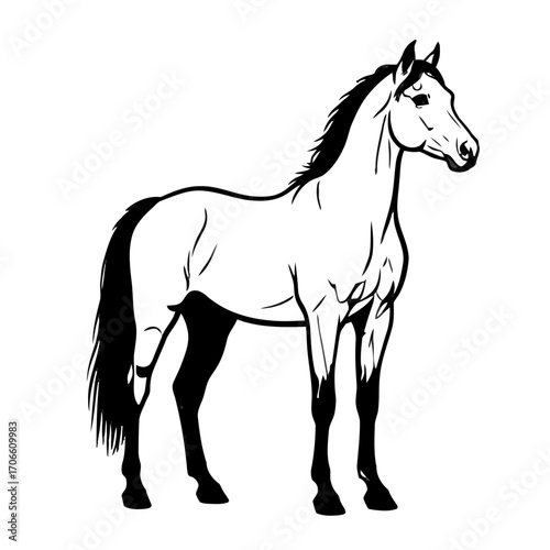 Black and white illustration a horse