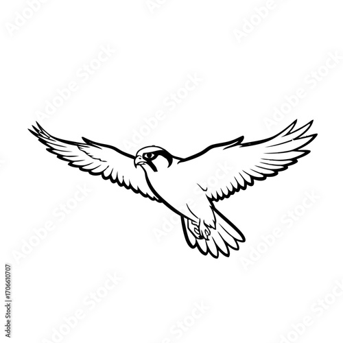Peregrine falcon in flight