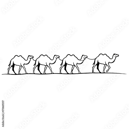 Line drawing a caravan four camels walking