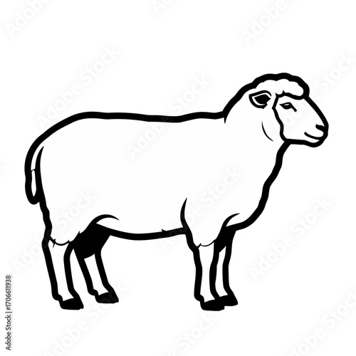 Illustration a sheep