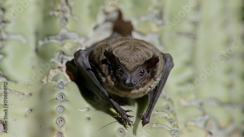 Portrait of a Cute Brown Bat Resting on a Cactus Plant in Natural Sunlight