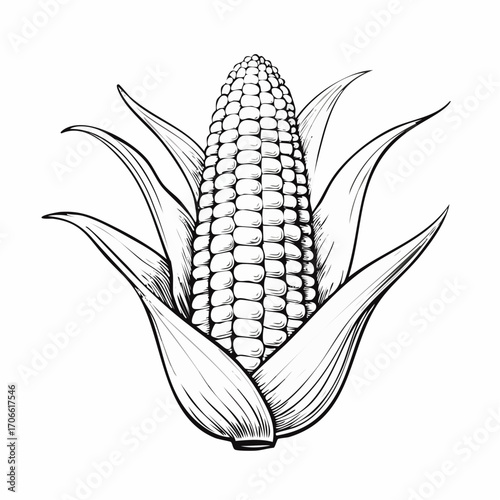 Sweet corn sketch vector for fresh food marketing