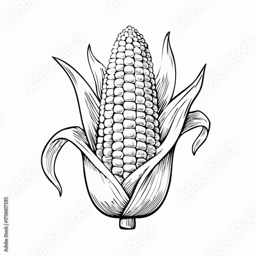 Sweet corn sketch vector for fresh food marketing