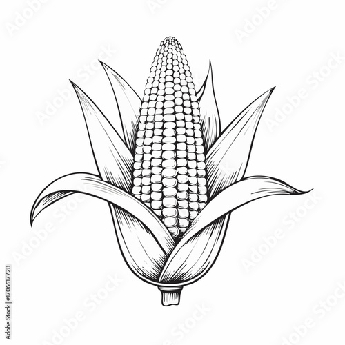 Sweet corn sketch vector for fresh food marketing