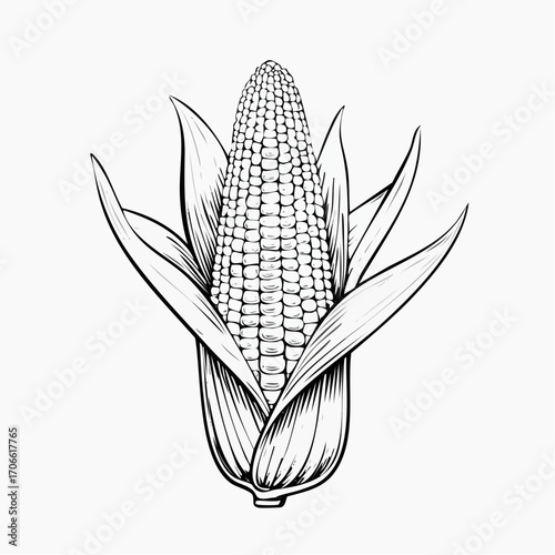 Sweet corn sketch vector for fresh food marketing