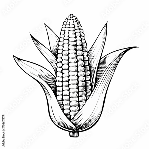 Sweet corn sketch vector for fresh food marketing
