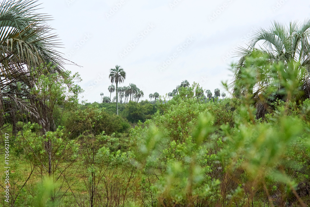 Obraz premium Tropical scenery in El Palmar National Park, Entre Rios, Argentina, a protected area where the endemic Butia yatay palm tree is found. Concepts: ecotourism, protection of ecosystems and their species