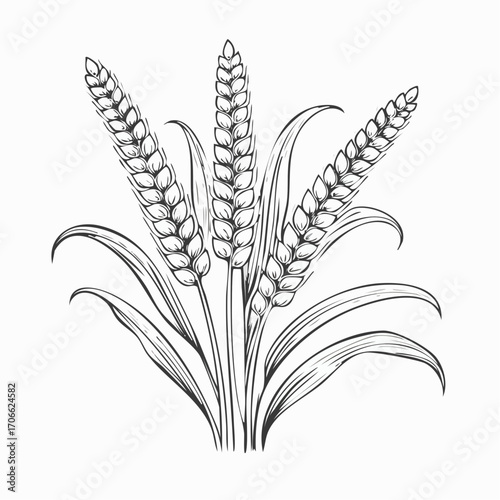 Millet plant botanical line art vector illustration