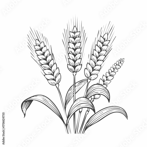 Millet plant botanical line art vector illustration