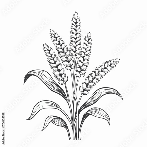 Millet plant botanical line art vector illustration
