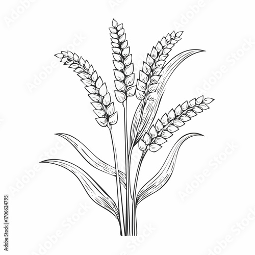 Millet plant botanical line art vector illustration
