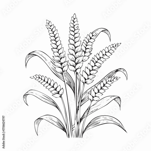 Millet plant botanical line art vector illustration