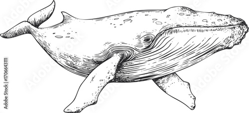 Humpback whale sketch, hand drawn style, detailed marine animal illustration — stock vector