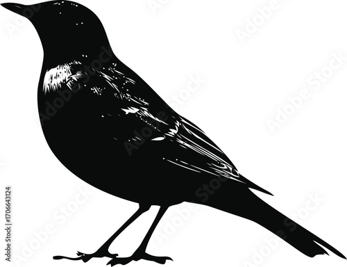Blackbird sketch hand drawn silhouette side view isolated on white — stock vector