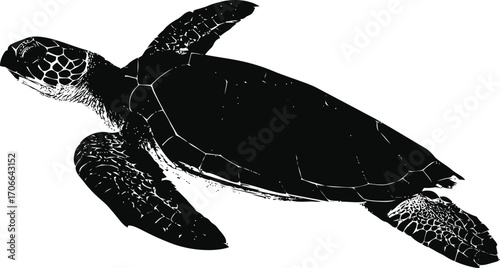Sea turtle sketch hand drawn black and white silhouette swimming — stock vector