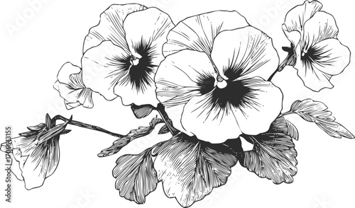Pansy flowers sketch hand drawn botanical illustration with detailed petals and leaves — stock vector