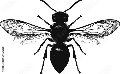 Bee sketch hand drawn detailed insect wings black and white engraving — stock vector