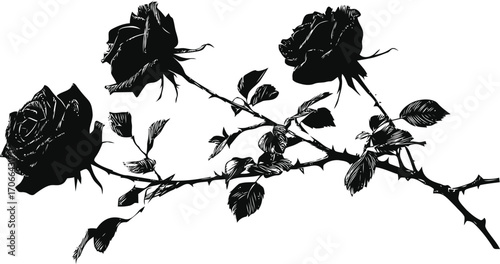Black rose branch sketch, hand drawn vector with detailed leaves and thorns — stock vector