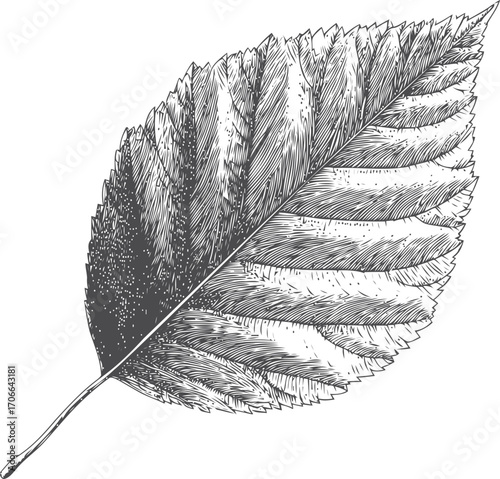 Leaf sketch hand drawn detailed botanical illustration with fine lines — stock vector