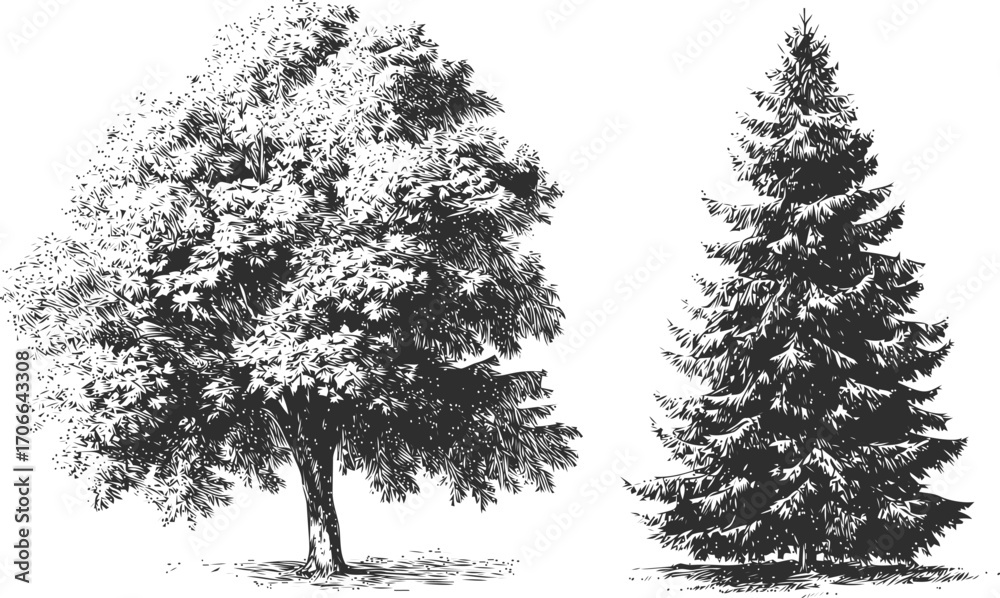 Fototapeta premium Deciduous tree and evergreen pine sketch, hand drawn detailed black and white illustration — stock vector