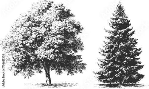Deciduous tree and evergreen pine sketch, hand drawn detailed black and white illustration — stock vector