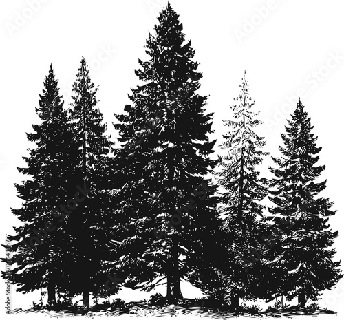 Pine trees sketch hand drawn forest group detailed silhouette — stock vector