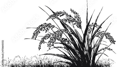 Rice plant sketch hand drawn with detailed grains and grass background — stock vector