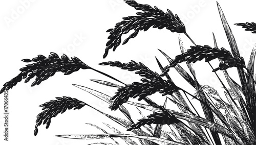 Rice plant sketch hand drawn vector, detailed grains and leaves on white — stock vector