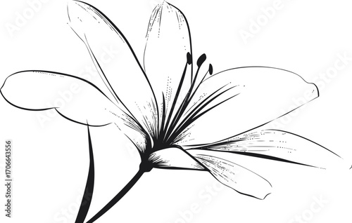 Lily flower sketch hand drawn botanical line art with detailed petals — stock vector