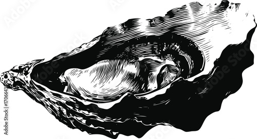 Oyster shell sketch, hand drawn vector illustration of open oyster with detailed texture — stock vector