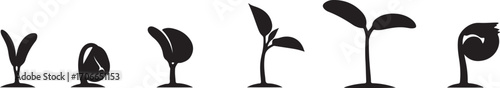 Plant Growth Stages Illustration