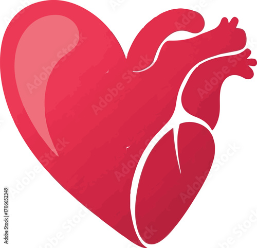 Anatomical Heart in Red and White