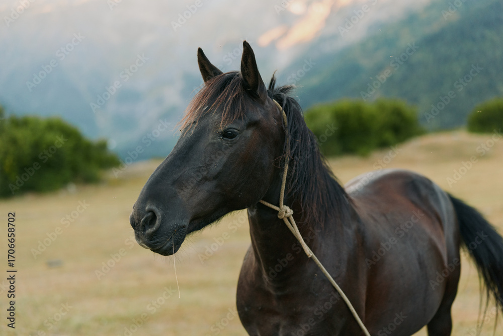 Naklejka premium A dark brown horse stands in a sunlit meadow, tethered with a simple rope. The calm animal gazes toward the distance as distant mountains glow softly in the background.
