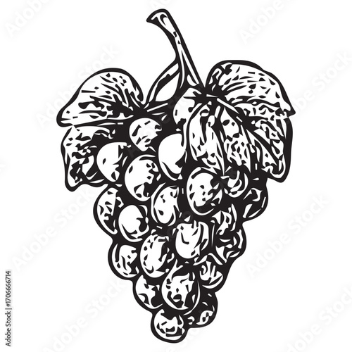 Vintage Grape Vine Illustration for Wine Label and Decor Design