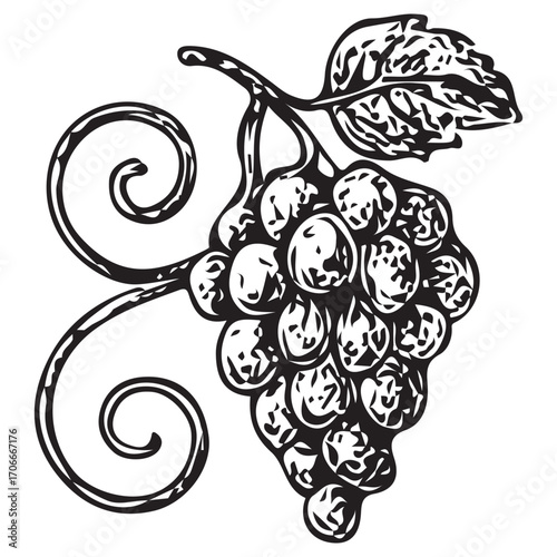 Vintage Grape Vine Illustration for Wine Label and Decor Design