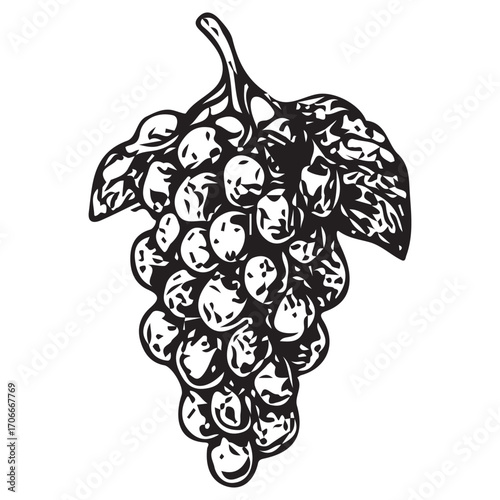 Vintage Grape Vine Illustration for Wine Label and Decor Design