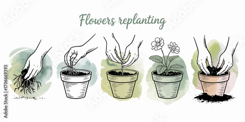 This illustration shows the step-by-step guide to replanting flowers, emphasizing the proper techniques for growth and transplanting of potted plants.