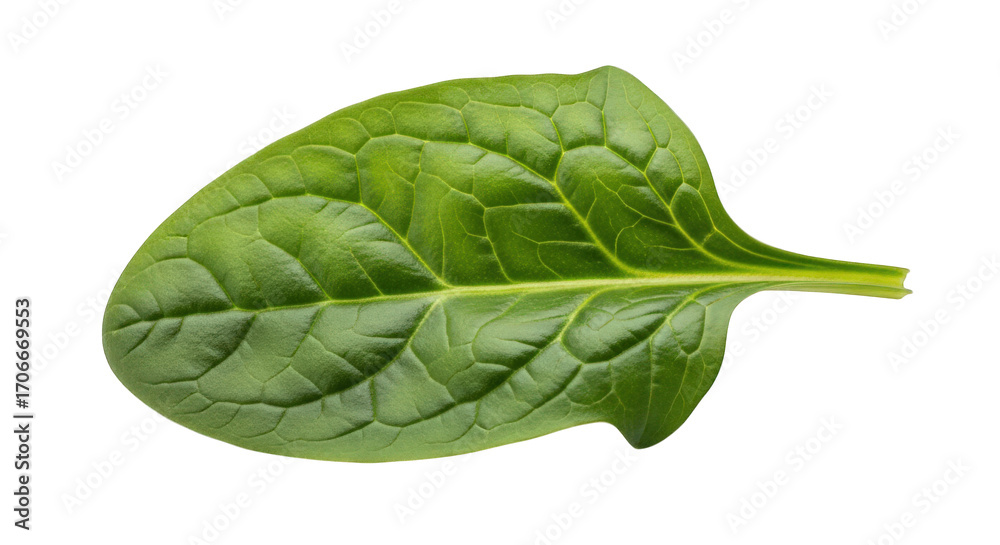 Fototapeta premium A Detailed Close-Up of a Single Spinach Leaf Showcasing Its Intricate Veins and Texture, Perfect for Botanical Studies, Nutritional Content, and Design Elements